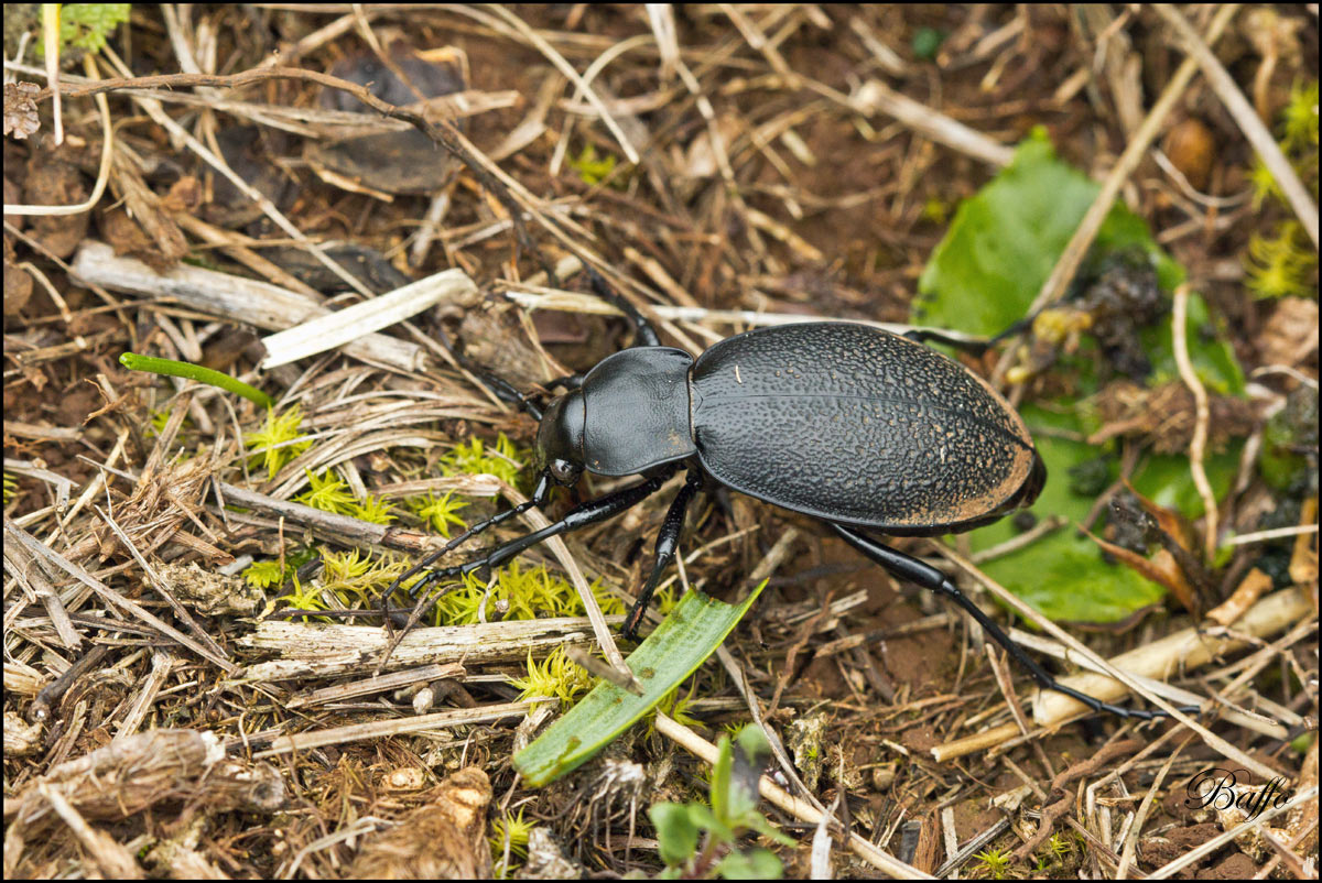 Carabus coriaceus